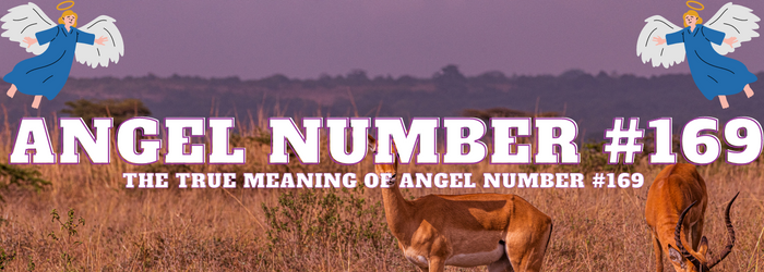 Angel-Number-169